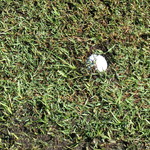 Mushy fairway following a wet summer