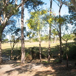Wattles at the 12th