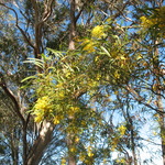 Golden winter wattles