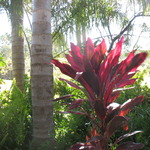 Pink happy plant