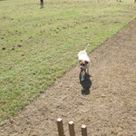 "It`s not a real social cricket match without a dog" - Muz